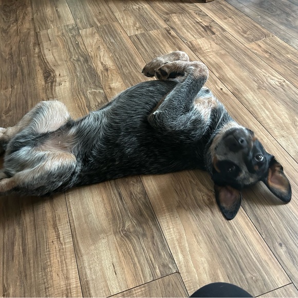 Meet your Posher, Laura - Picture 5 of 5